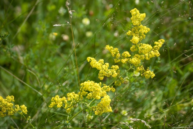 Yellow Bedstraw – FREEBigPictures.com
