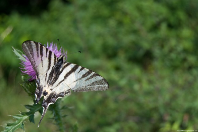 A butterfly named Scarce Swallowtail, on a flower